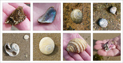 2nd Oct 2022 - Shell Collage