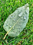1st Oct 2022 - Morning dew on grass. 