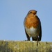 Good morning robin