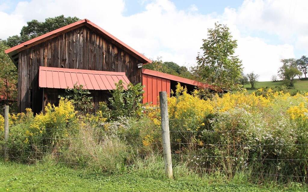 Small barn with some goldenrod by mittens