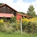 Small barn with some goldenrod