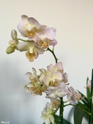 2nd Oct 2022 - New orchid