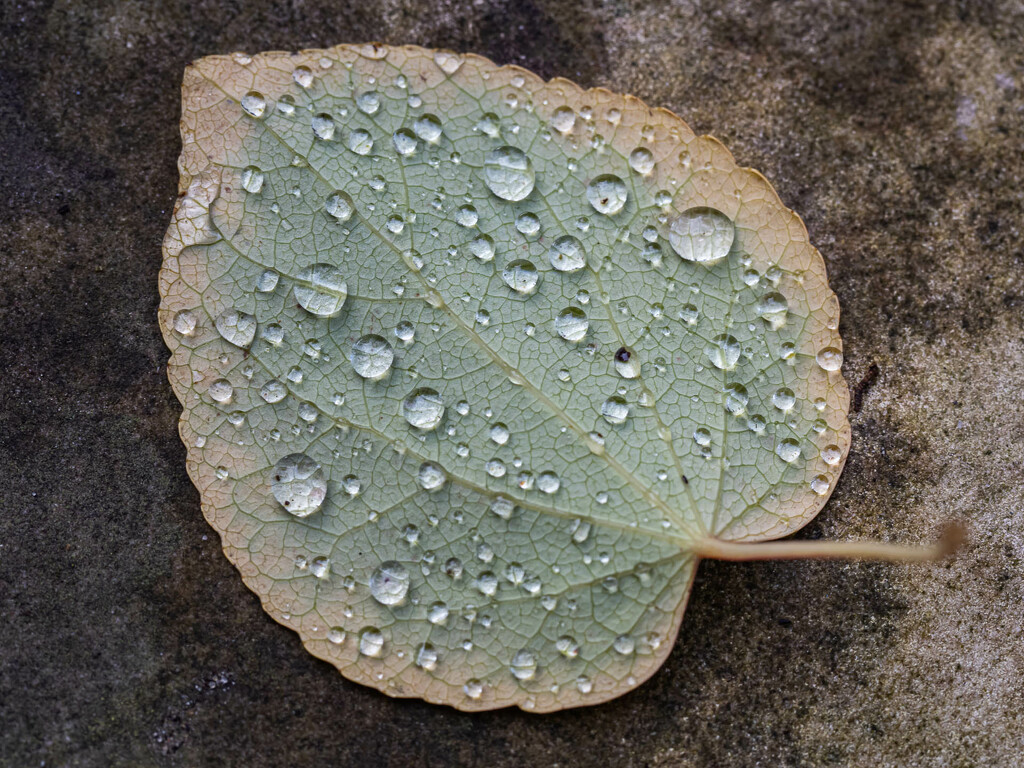 drops lea autumn by haskar