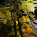 Fall Reflections by pamalama