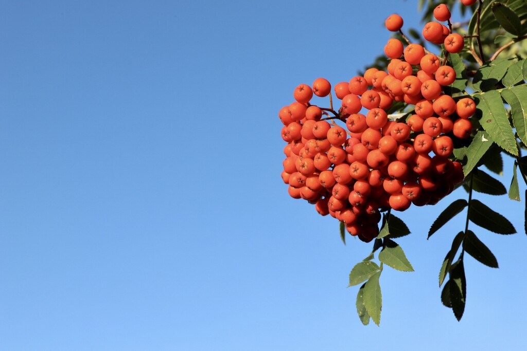 Rowan Berries by phil_sandford