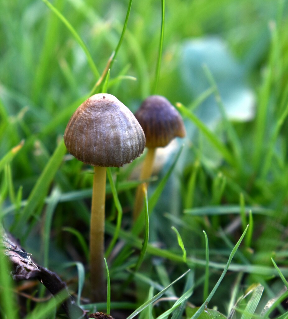 I appear to have a group of tiny mushrooms growing in my lawn... by anitaw