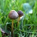 I appear to have a group of tiny mushrooms growing in my lawn... by anitaw