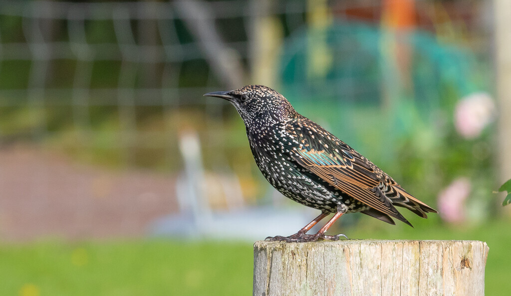 Starling by lifeat60degrees