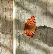 2nd Oct 2022 - Comma on the Fence.........