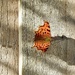 Comma on the Fence......... by susiemc
