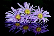 2nd Oct 2022 - Asters
