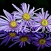 Asters by carole_sandford