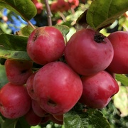 2nd Oct 2022 - Are ornamental apples the same as crab apples?