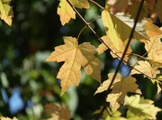 2nd Oct 2022 - Silver Maple