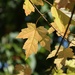 Silver Maple by 365projectorgheatherb