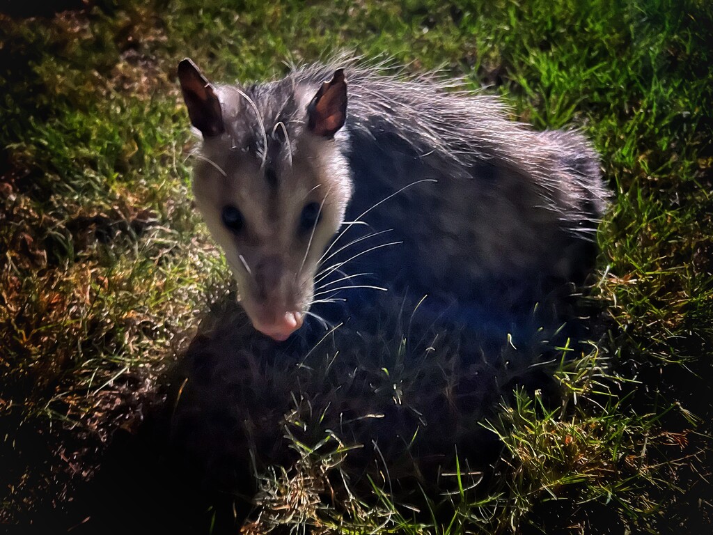 Possum  by dkellogg