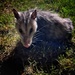 Possum  by dkellogg