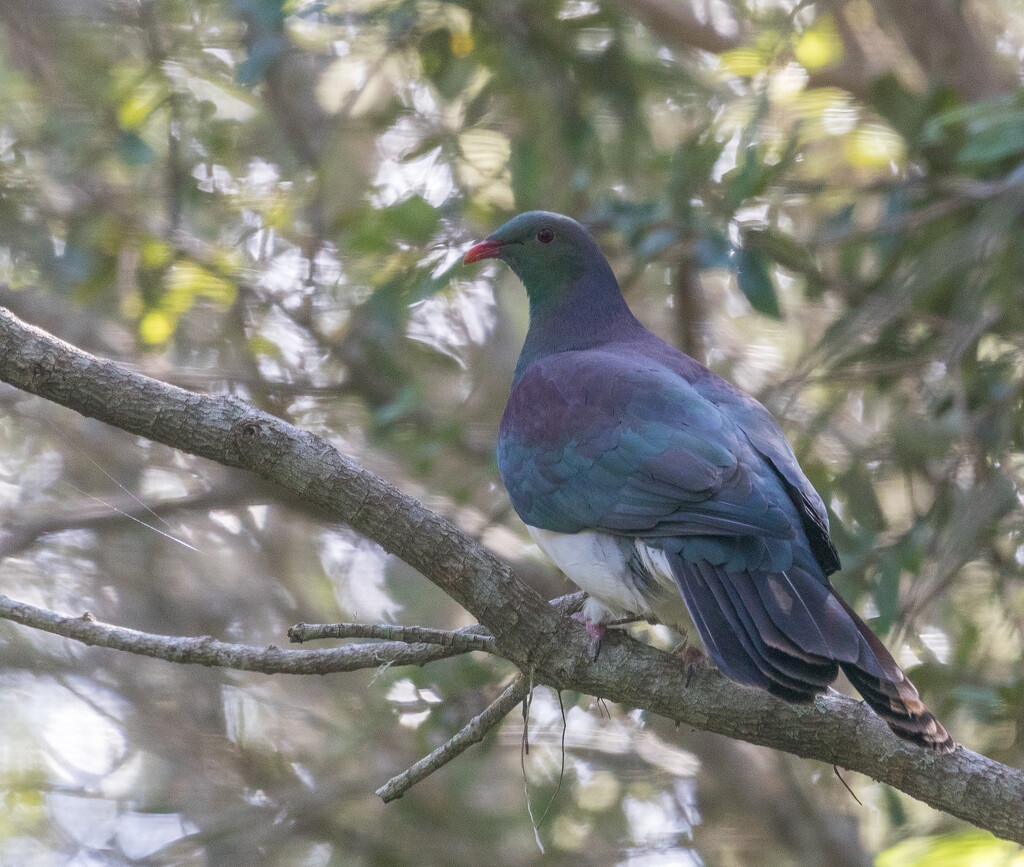 Another NZ Wood Pigeon sitting pretty  by creative_shots