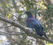 26th Jul 2022 - Another NZ Wood Pigeon sitting pretty 