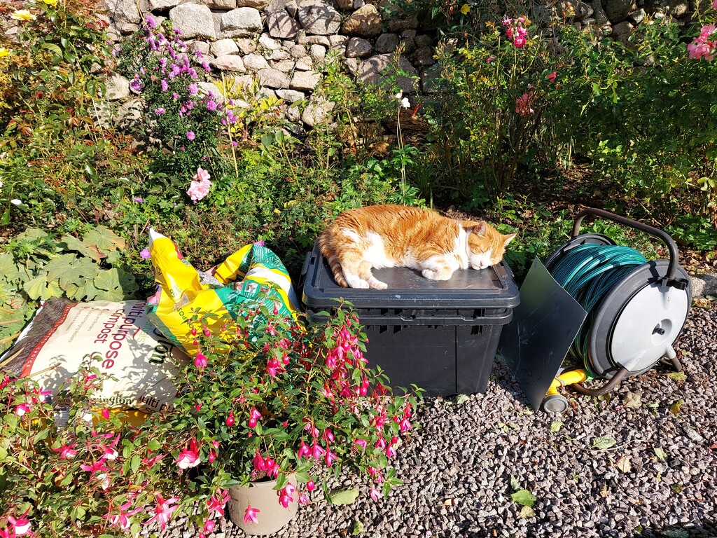 Misty's new sleeping place in the garden.  by samcat