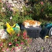 Misty's new sleeping place in the garden.  by samcat