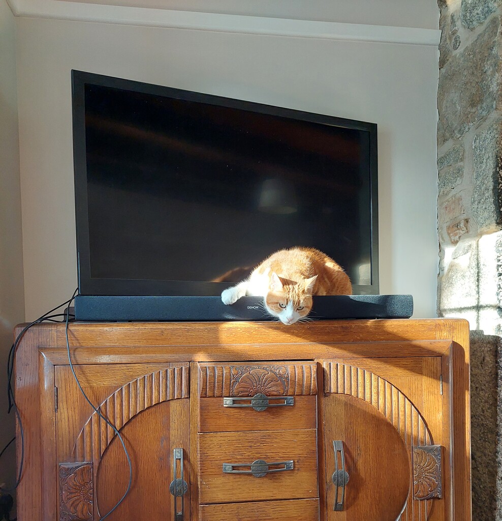 Apparently sound bars are comfortable to sleep on.  by samcat