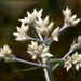 Buds of Pseudognaphalium obtusifolium... by marlboromaam
