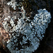 Lichen by ososki