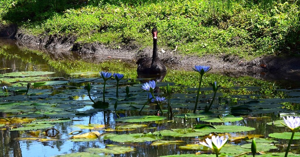 Lone Swan in the Lily Pond ~ by happysnaps