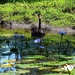 Lone Swan in the Lily Pond ~ by happysnaps