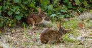 2nd Oct 2022 - The Bunnies Were Out Today!