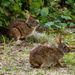 The Bunnies Were Out Today! by rickster549