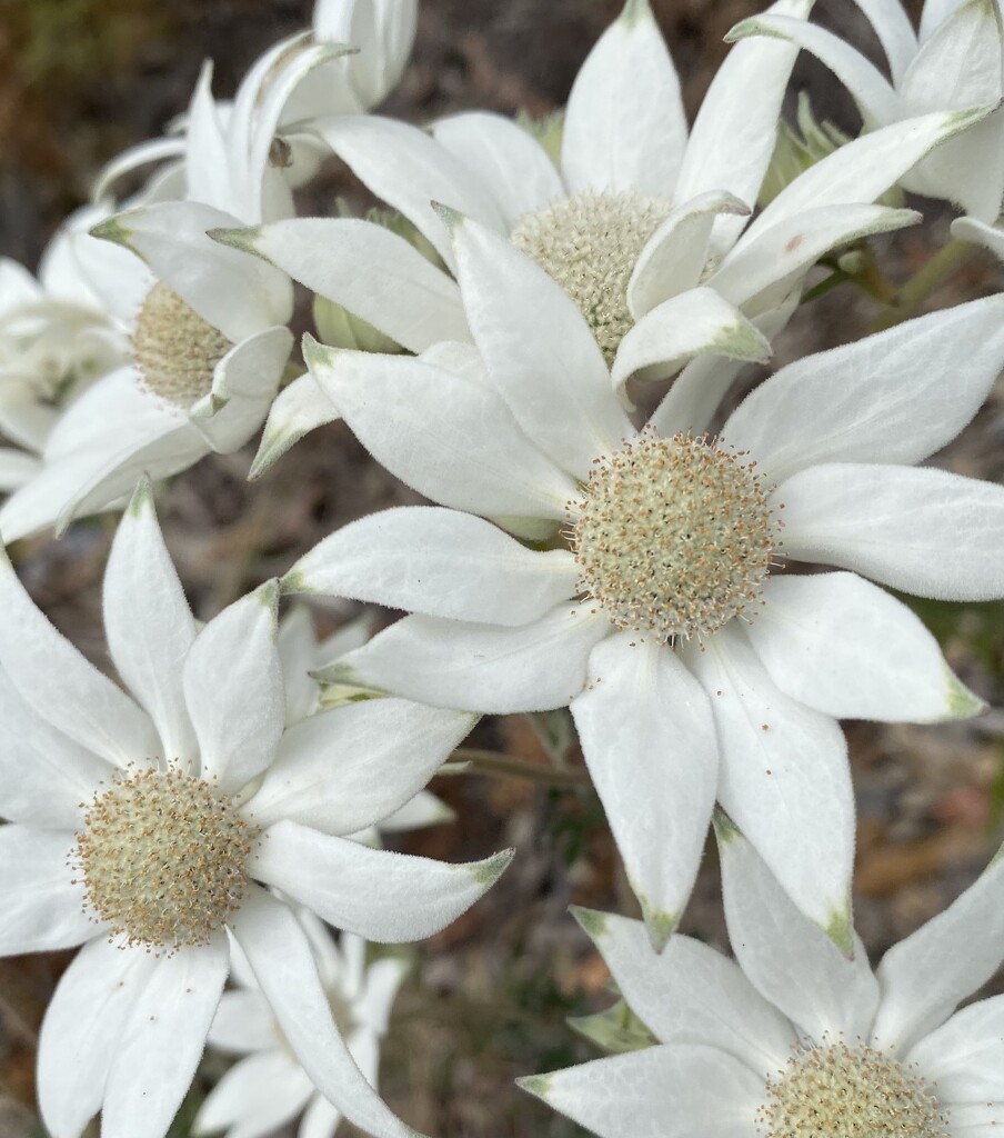 Flannel Flowers  by bugsy365