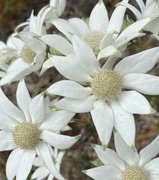 3rd Oct 2022 - Flannel Flowers 