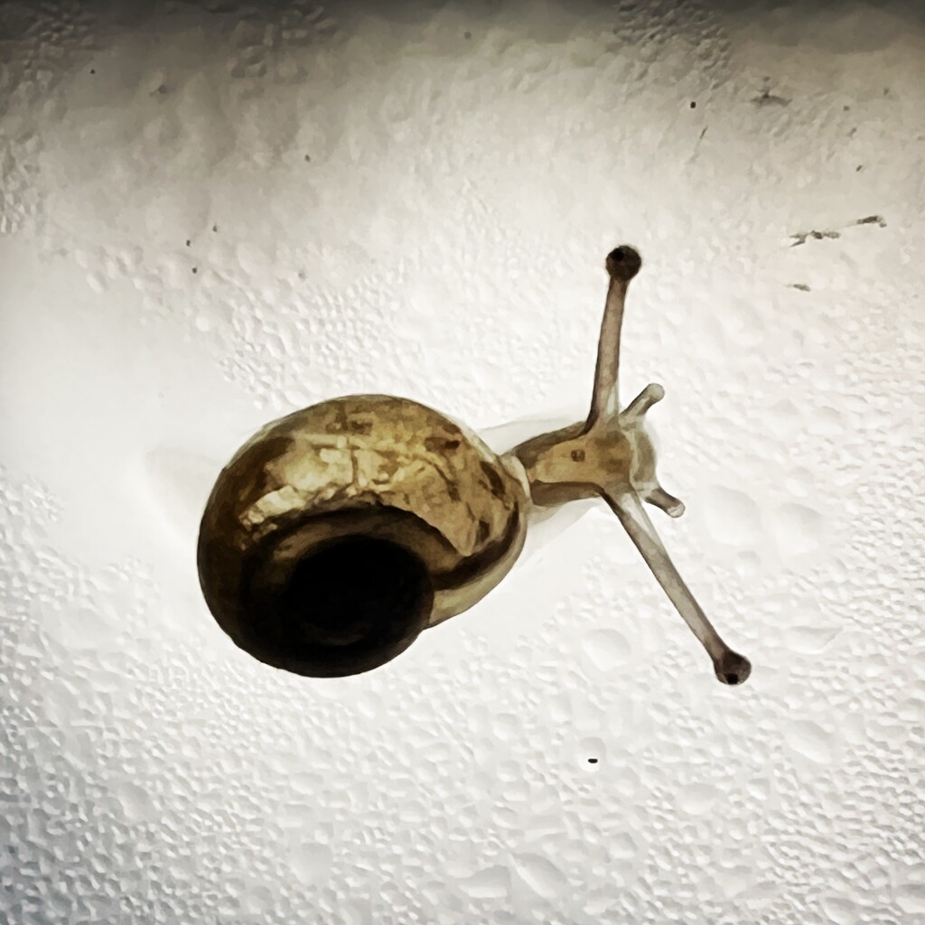 Baby snail by mastermek