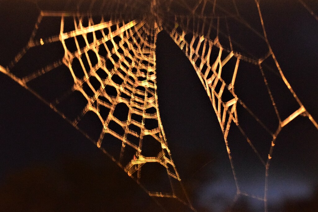 night web by christophercox