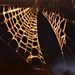 night web