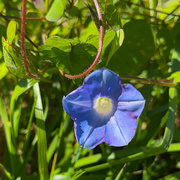 22nd Sep 2022 - Ivy-Leaved Morning Glory
