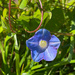 Ivy-Leaved Morning Glory by k9photo