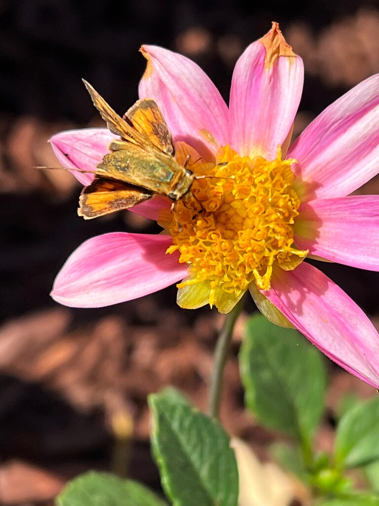 Butterfly on a dahlia by shutterbug49