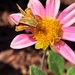 Butterfly on a dahlia by shutterbug49