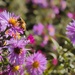 Bees are still buzzing  by okvalle