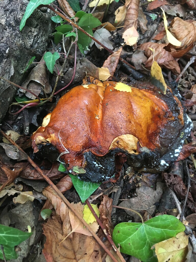 Mushy mushroom by 365anne