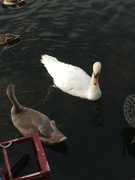 30th Sep 2022 - Swan and Cygnet on the Quay