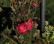 1st Oct 2022 - The Last Rose of Summer?