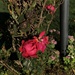 The Last Rose of Summer? by pej76
