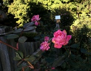 1st Oct 2022 - Pink Roses