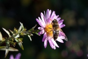 3rd Oct 2022 - Another bee