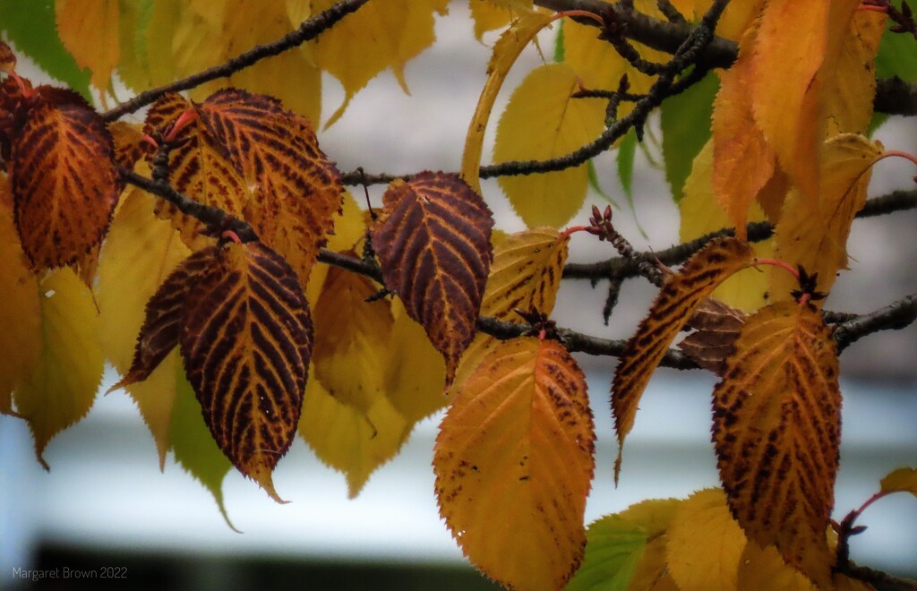 Autumn cherry  by craftymeg