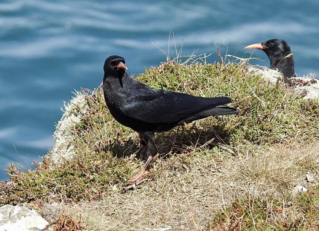 Choughs by susiemc